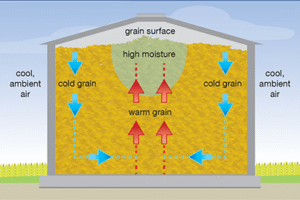 Temperature and Grain Concentration