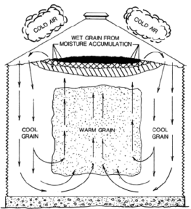 Temperature and Grain Concentration